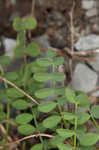 Englemann's milkvetch